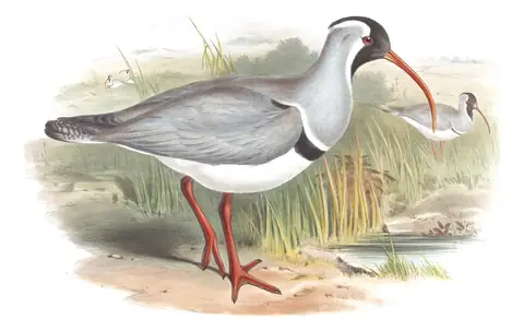 Volume VII, plate 61 of Gould's The Birds of Asia: Ibisbill (Ibidorhyncha struthersii)