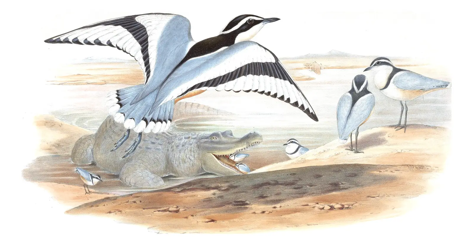 Volume VII, plate 62 of Gould's The Birds of Asia: Egyptian Plover (Pluvianus aegyptius)