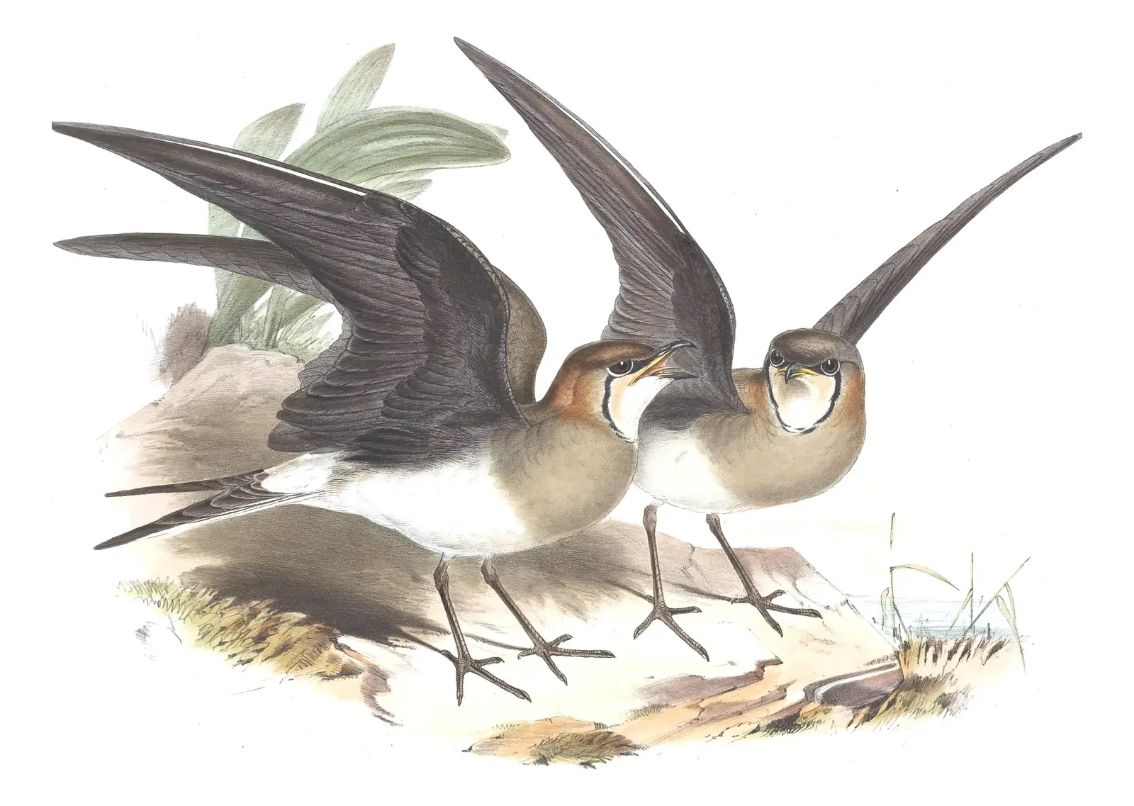 Volume VII, plate 63 of Gould's The Birds of Asia: Black-winged Pratincole (Glareola nordmanni)