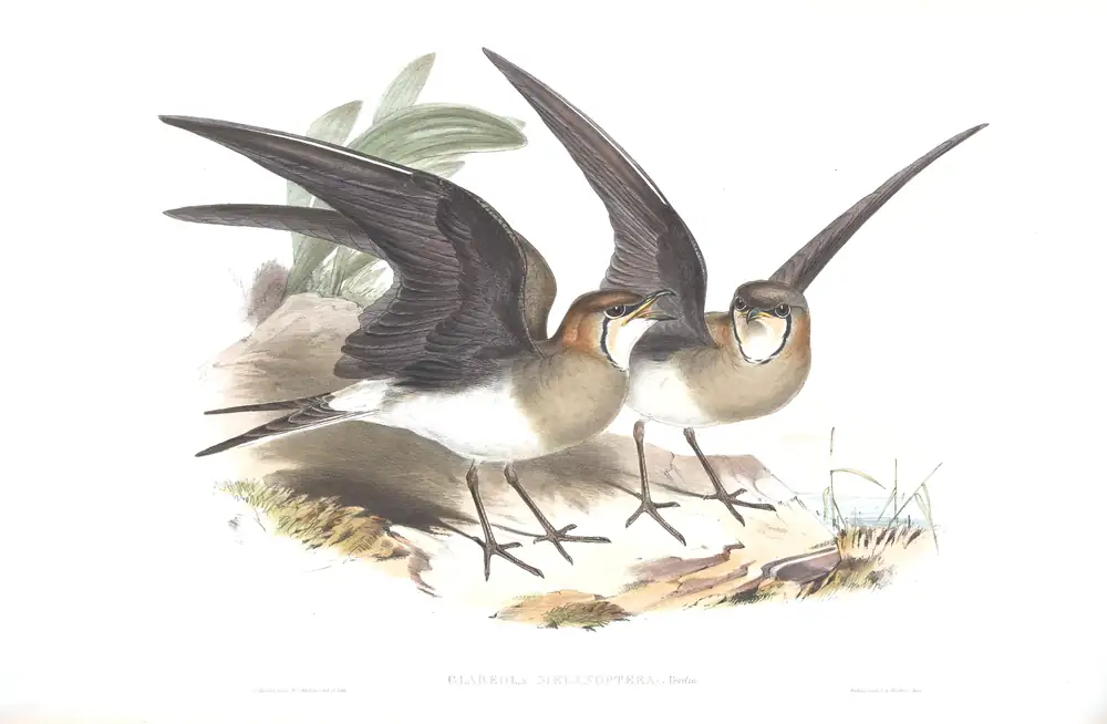 The whole sheet of volume VII, plate 63, with its engraved caption