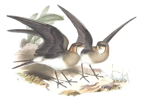 Volume VII, plate 63 of Gould's The Birds of Asia: Black-winged Pratincole (Glareola nordmanni)