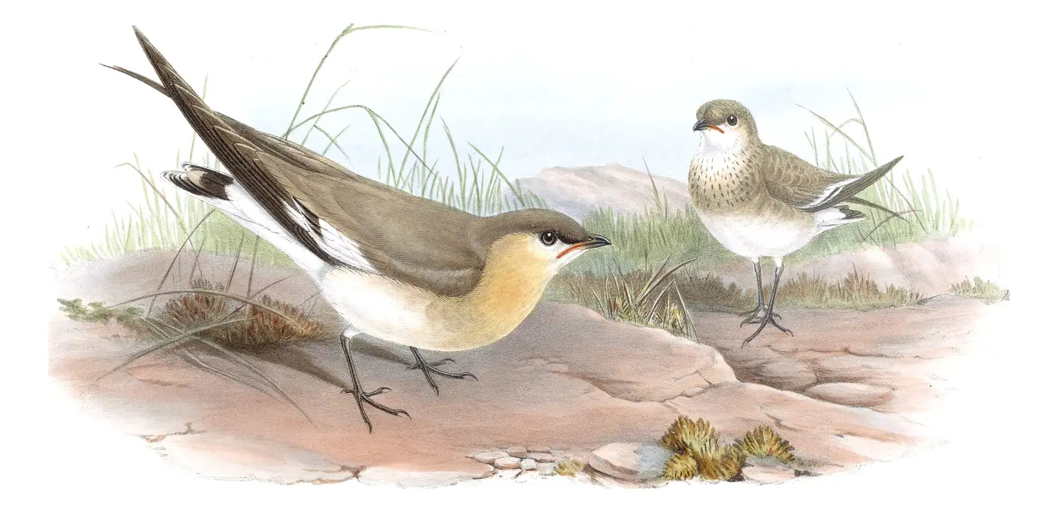 Volume VII, plate 64 of Gould's The Birds of Asia: Small Pratincole (Glareola lactea)
