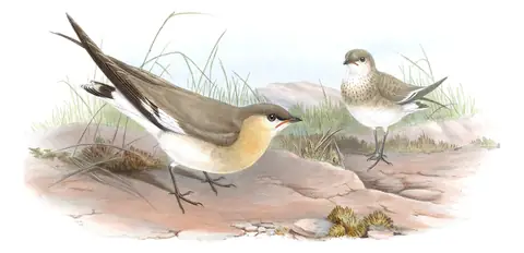 Volume VII, plate 64 of Gould's The Birds of Asia: Small Pratincole (Glareola lactea)