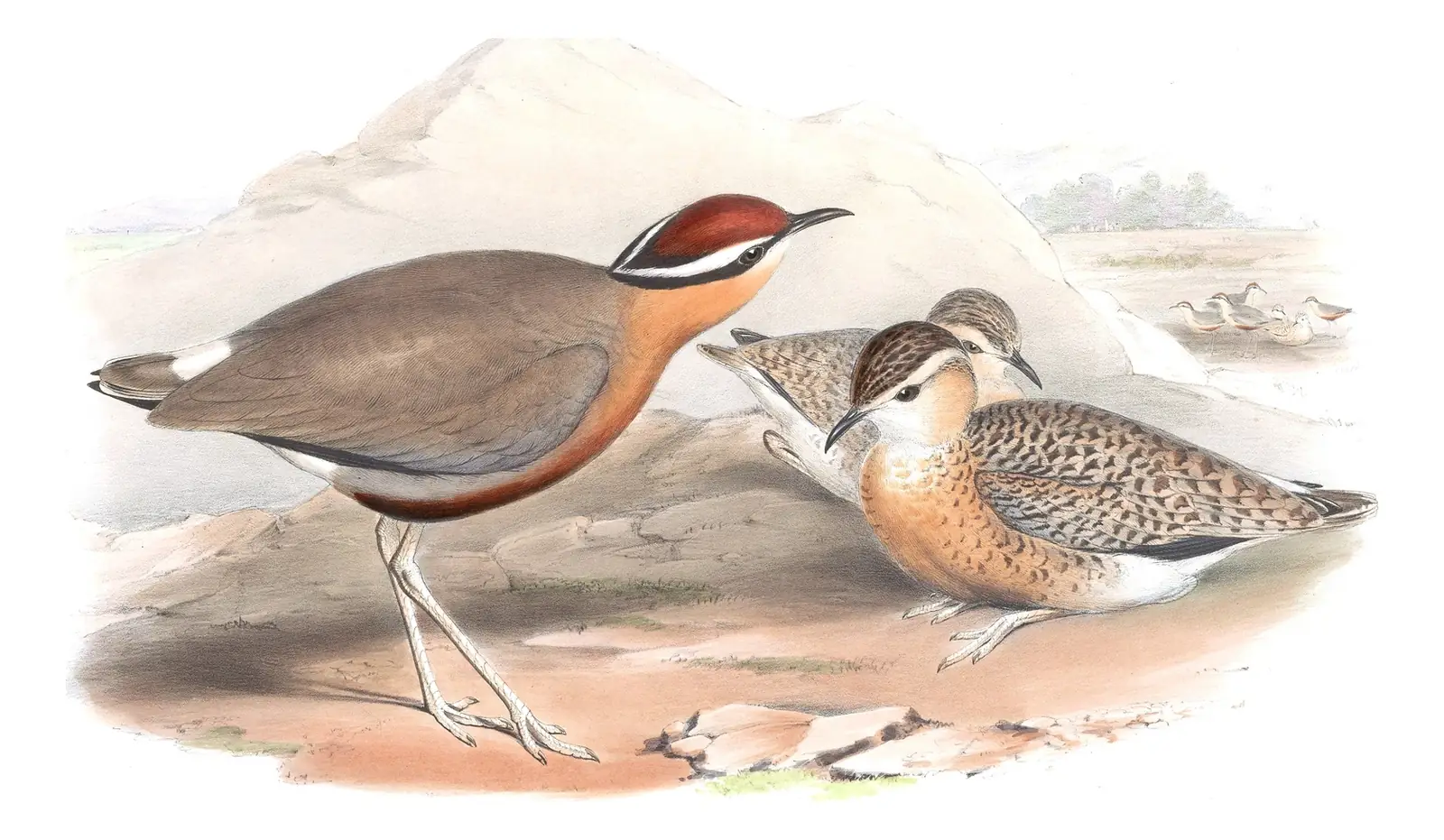 Volume VII, plate 65 of Gould's The Birds of Asia: Indian Courser (Cursorius coromandelicus)