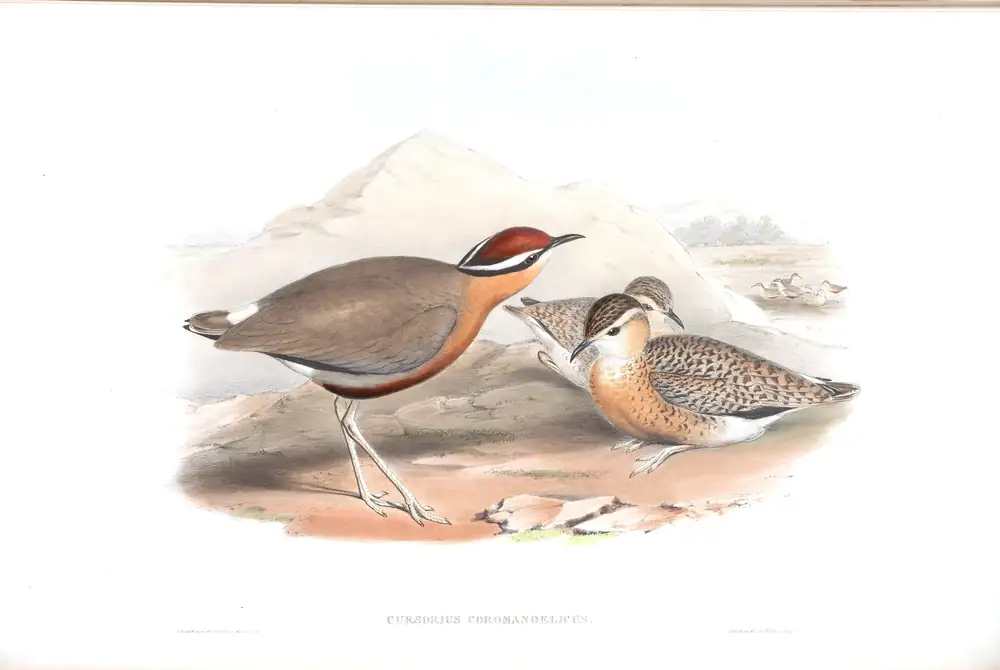 The whole sheet of volume VII, plate 65, with its engraved caption