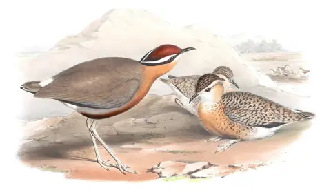 Volume VII, plate 65 of Gould's The Birds of Asia: Indian Courser (Cursorius coromandelicus)