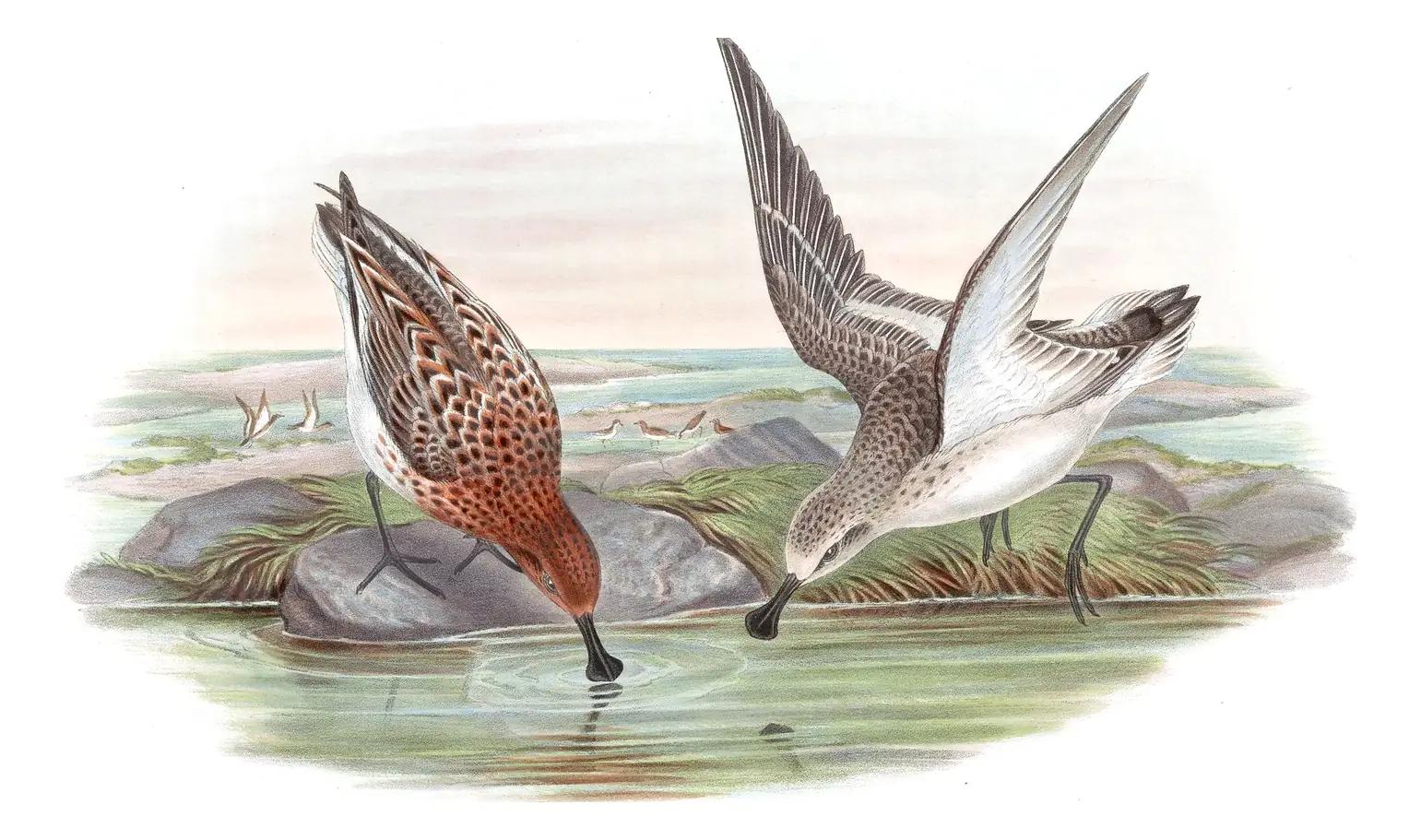 Volume VII, plate 66 of Gould's The Birds of Asia: Spoon-billed Sandpiper (Calidris pygmaea)