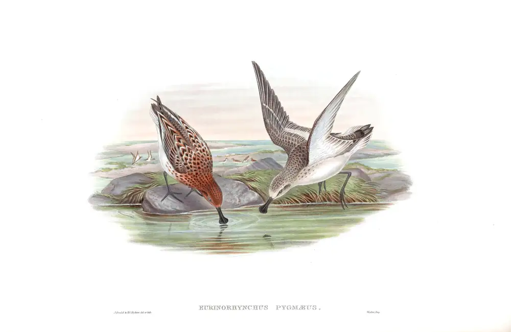 The whole sheet of volume VII, plate 66, with its engraved caption