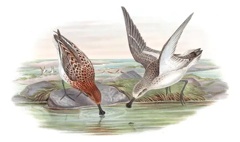 Volume VII, plate 66 of Gould's The Birds of Asia: Spoon-billed Sandpiper (Calidris pygmaea)
