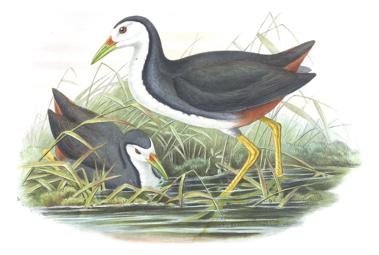Volume VII, plate 67 of Gould's The Birds of Asia: White-breasted Waterhen (Amaurornis phoenicurus)