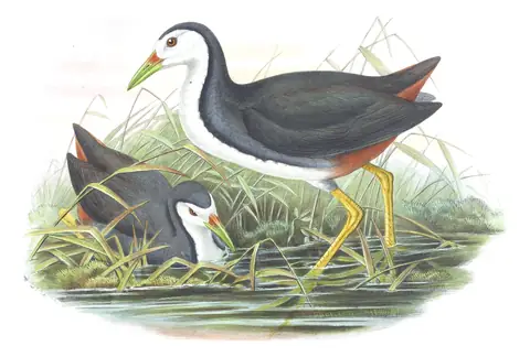 Volume VII, plate 67 of Gould's The Birds of Asia: White-breasted Waterhen (Amaurornis phoenicurus)
