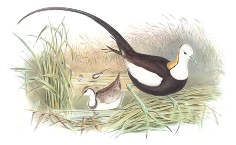Volume VII, plate 68 of Gould's The Birds of Asia: Pheasant-tailed Jacana (Hydrophasianus chirurgus)
