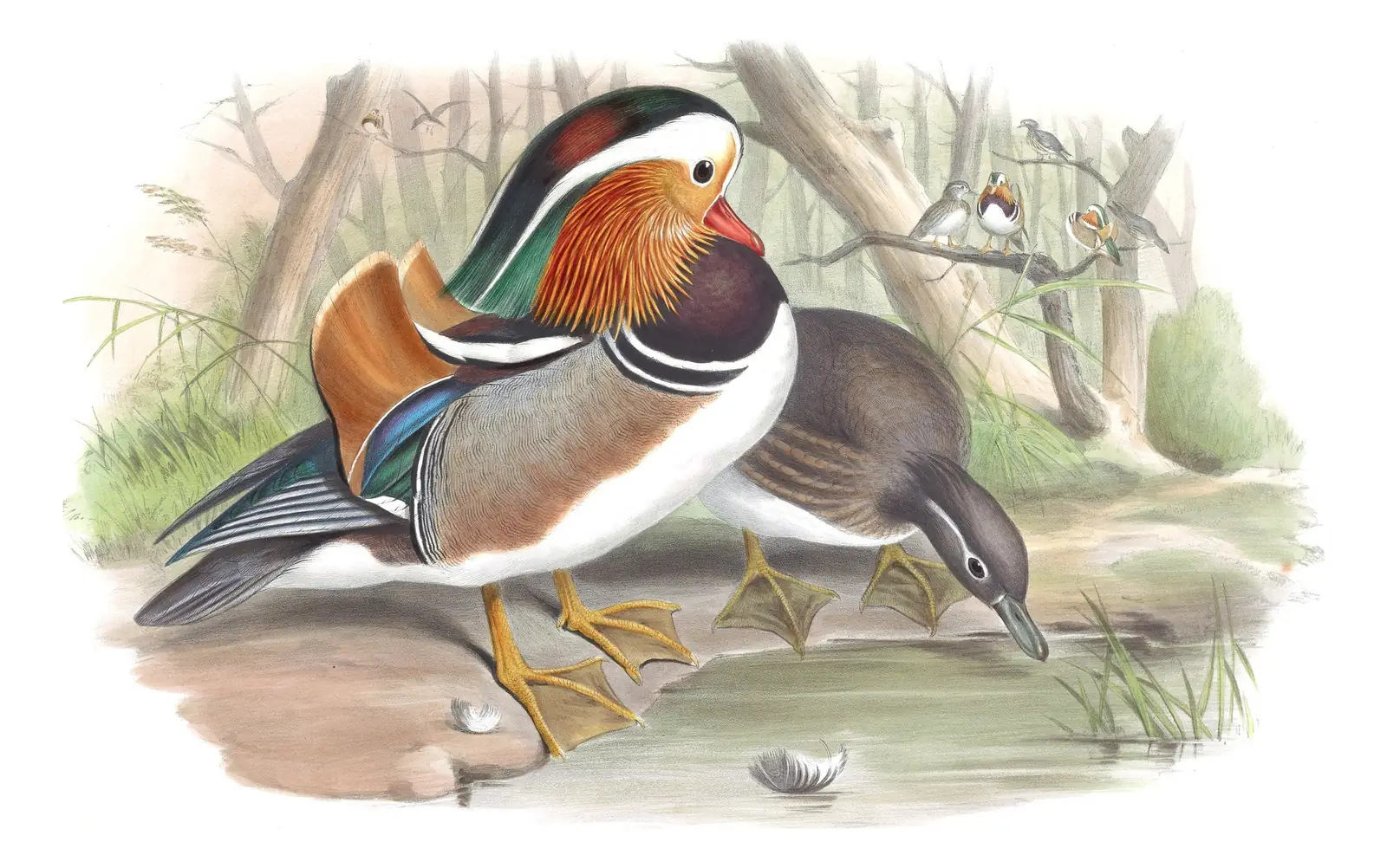 Volume VII, plate 69 of Gould's The Birds of Asia: Mandarin Duck (Aix galericulata)