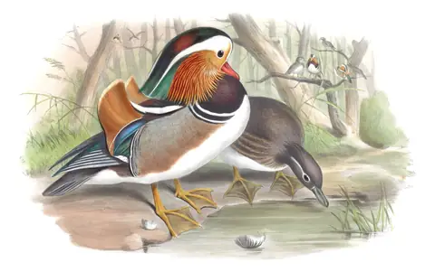 Volume VII, plate 69 of Gould's The Birds of Asia: Mandarin Duck (Aix galericulata)