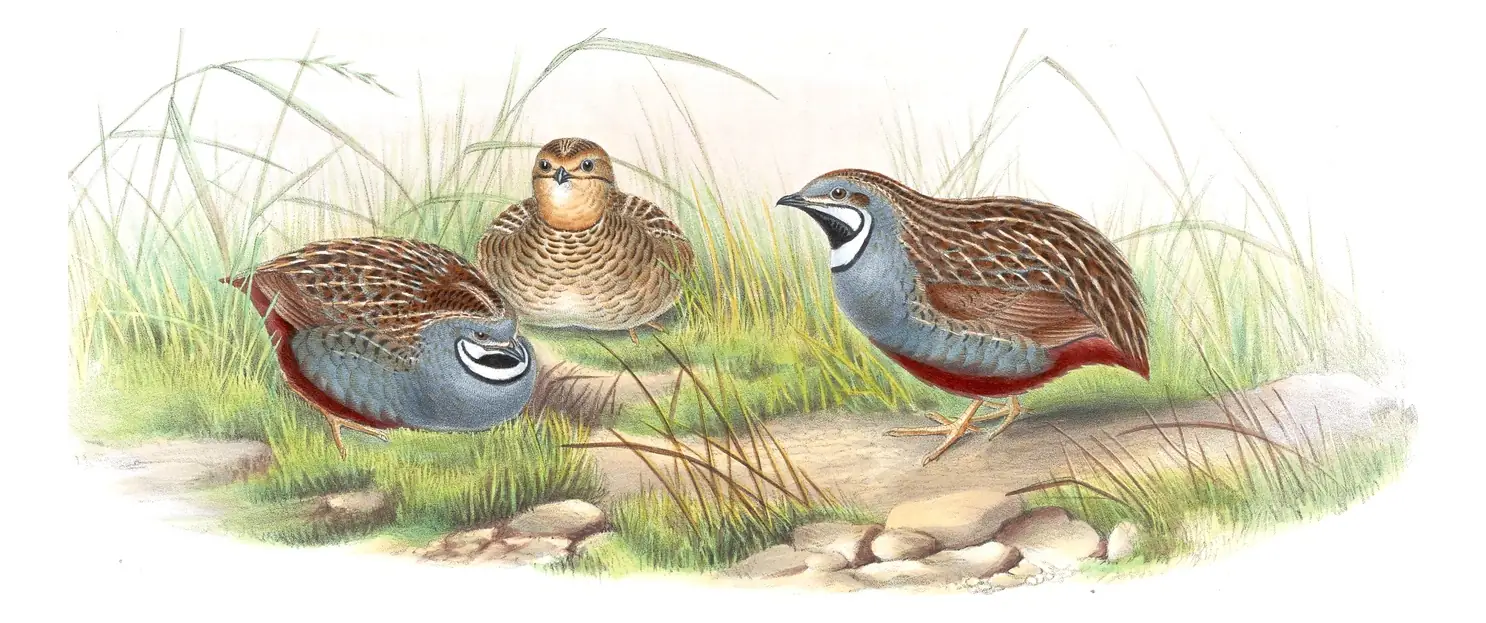 Volume VII, plate 7 of Gould's The Birds of Asia: Blue-breasted Quail (Synoicus chinensis)