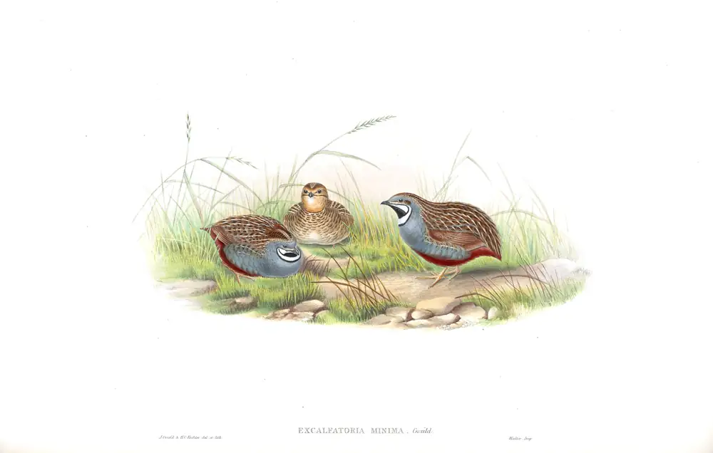 The whole sheet of volume VII, plate 7, with its engraved caption