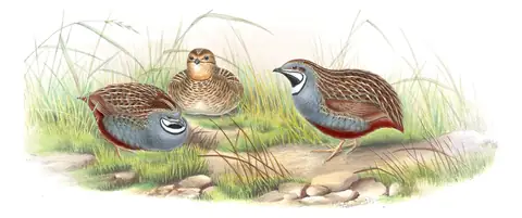 Volume VII, plate 7 of Gould's The Birds of Asia: Blue-breasted Quail (Synoicus chinensis)