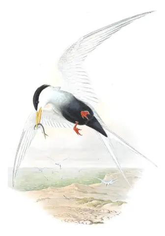Volume VII, plate 70 of Gould's The Birds of Asia: Black-bellied Tern (Sterna acuticauda)