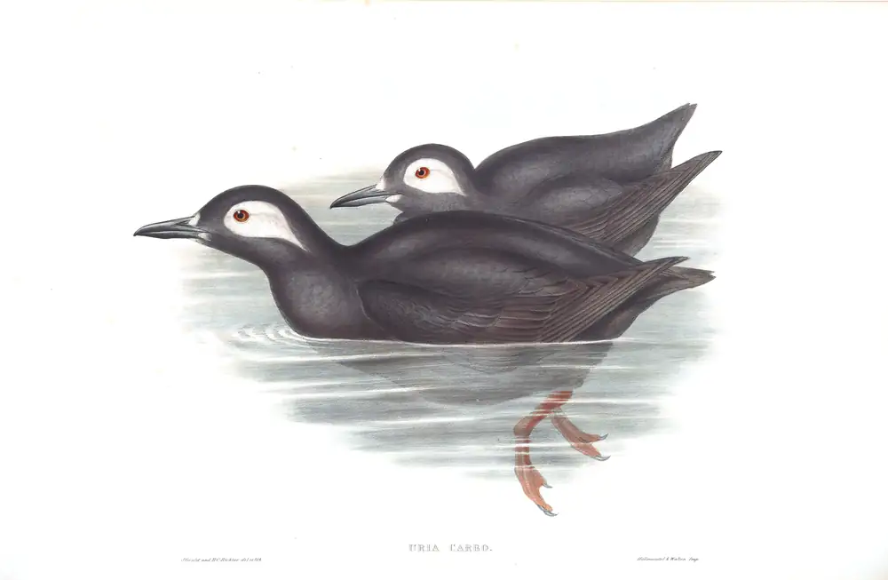 The whole sheet of volume VII, plate 71, with its engraved caption