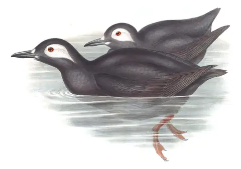 Volume VII, plate 71 of Gould's The Birds of Asia: Spectacled Guillemot (Cepphus carbo)
