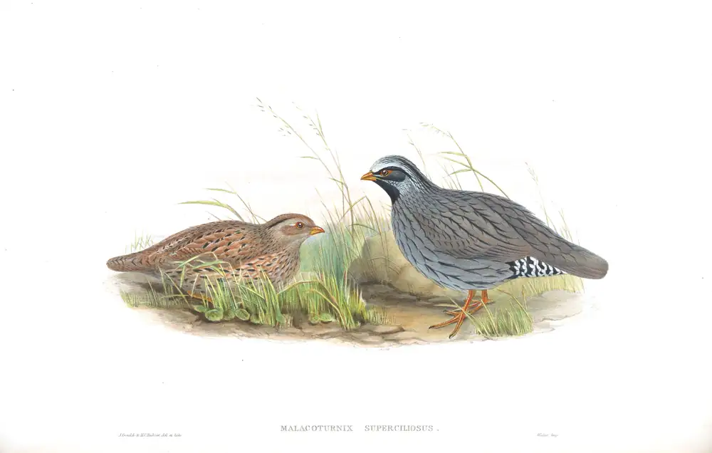 The whole sheet of volume VII, plate 8, with its engraved caption