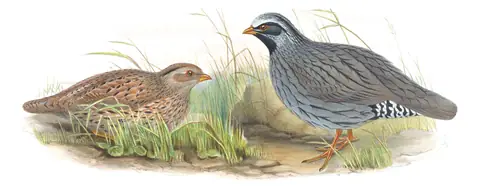Volume VII, plate 8 of Gould's The Birds of Asia: Himalayan Quail (Ophrysia superciliosa)