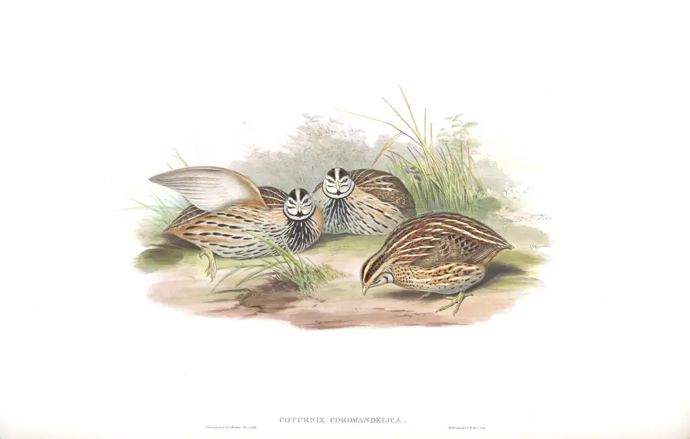 The whole sheet of volume VII, plate 9, with its engraved caption