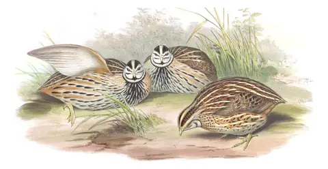 Volume VII, plate 9 of Gould's The Birds of Asia: Rain Quail (Coturnix coromandelica)