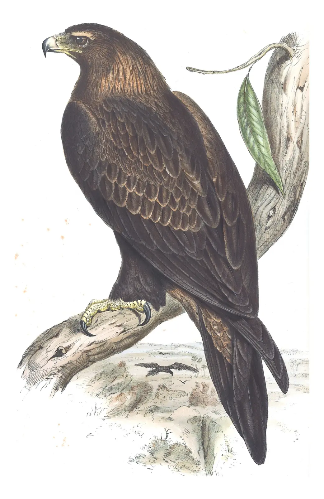 Volume I, plate 1 of Gould's The Birds of Australia: Wedge-tailed Eagle (Aquila audax)