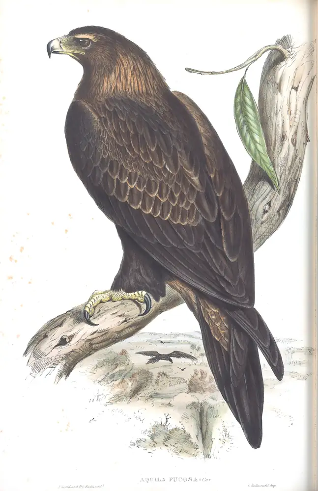 The whole sheet of volume I, plate 1, with its engraved caption