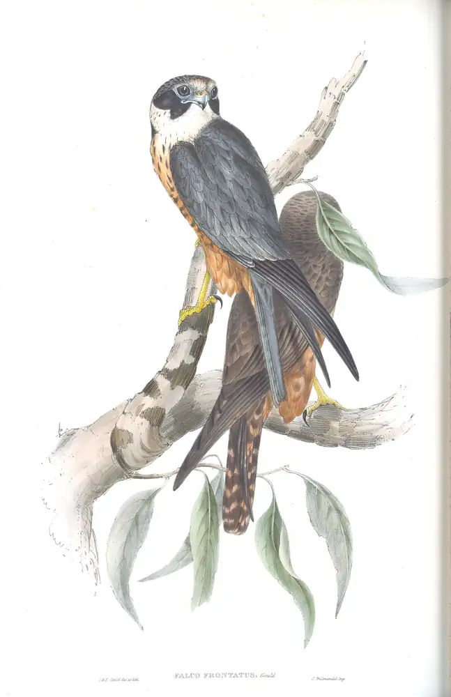 The whole sheet of volume I, plate 10, with its engraved caption