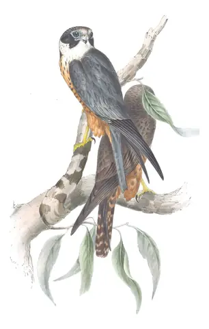 Volume I, plate 10 of Gould's The Birds of Australia: Australian Hobby (Falco longipennis)
