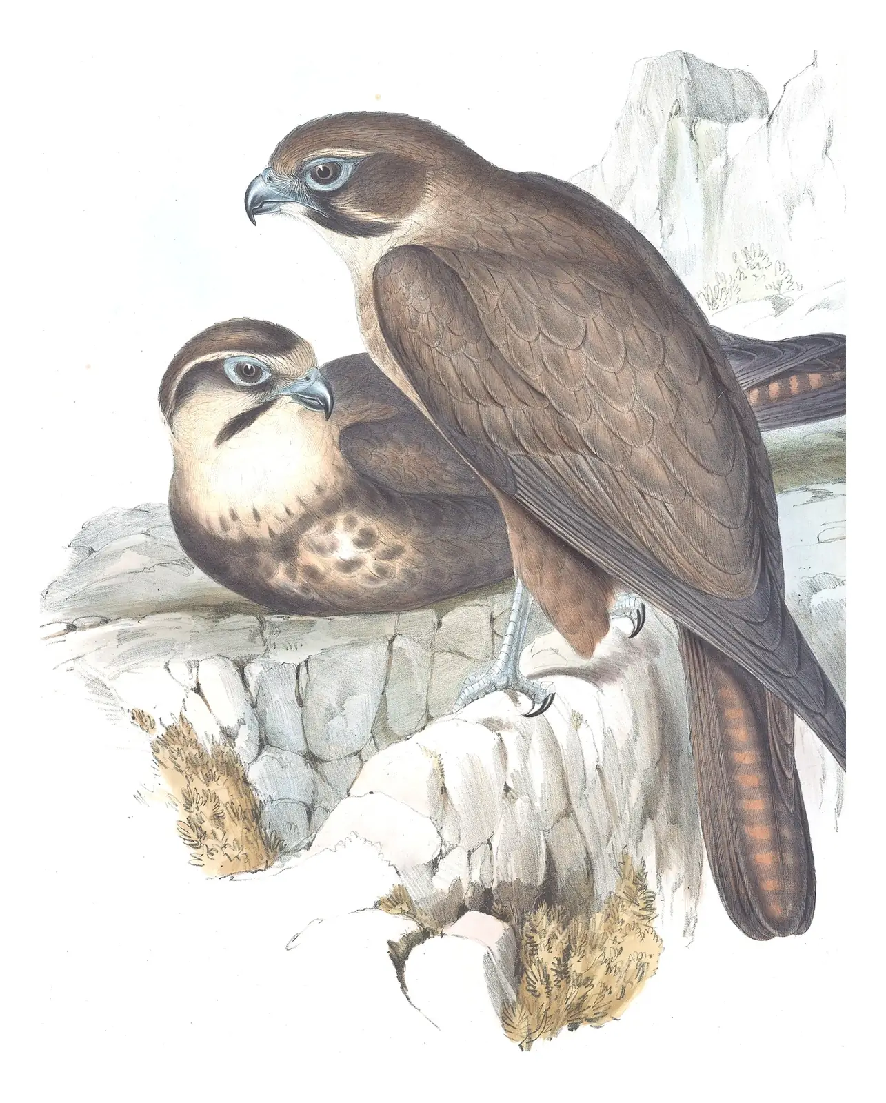 Volume I, plate 11 of Gould's The Birds of Australia: Brown Falcon (Falco berigora)
