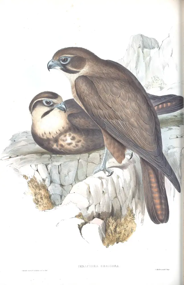 The whole sheet of volume I, plate 11, with its engraved caption