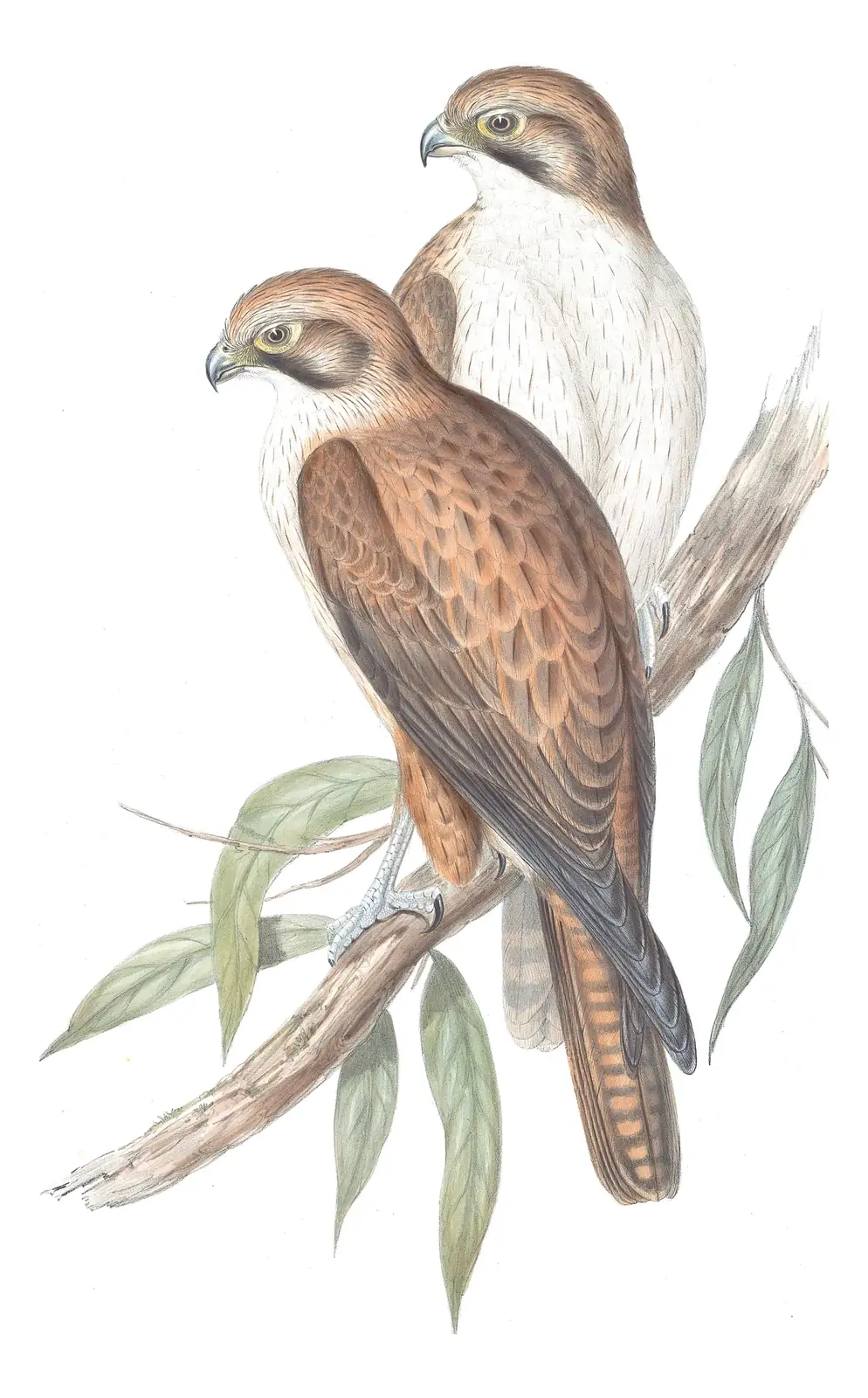 Volume I, plate 12 of Gould's The Birds of Australia: Brown Falcon (Falco berigora)