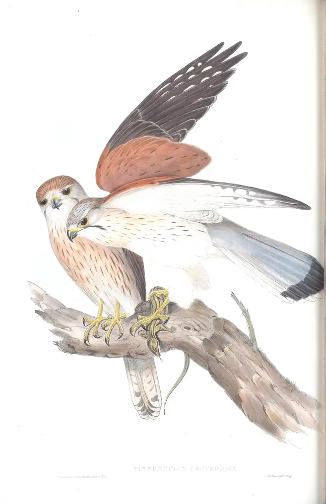 The whole sheet of volume I, plate 13, with its engraved caption