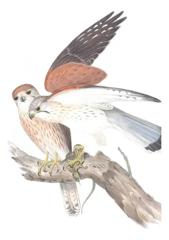 Volume I, plate 13 of Gould's The Birds of Australia: Nankeen Kestrel (Falco cenchroides)
