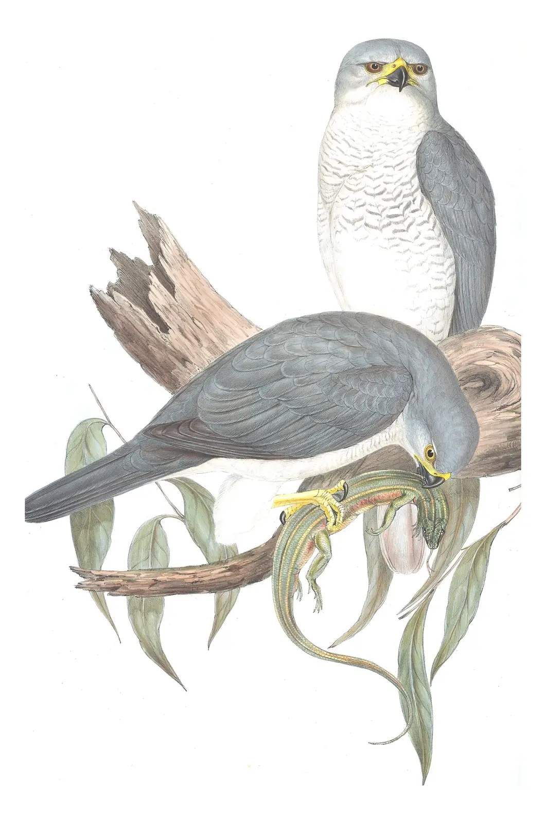 Volume I, plate 14 of Gould's The Birds of Australia: Gray Goshawk (Tachyspiza novaehollandiae)