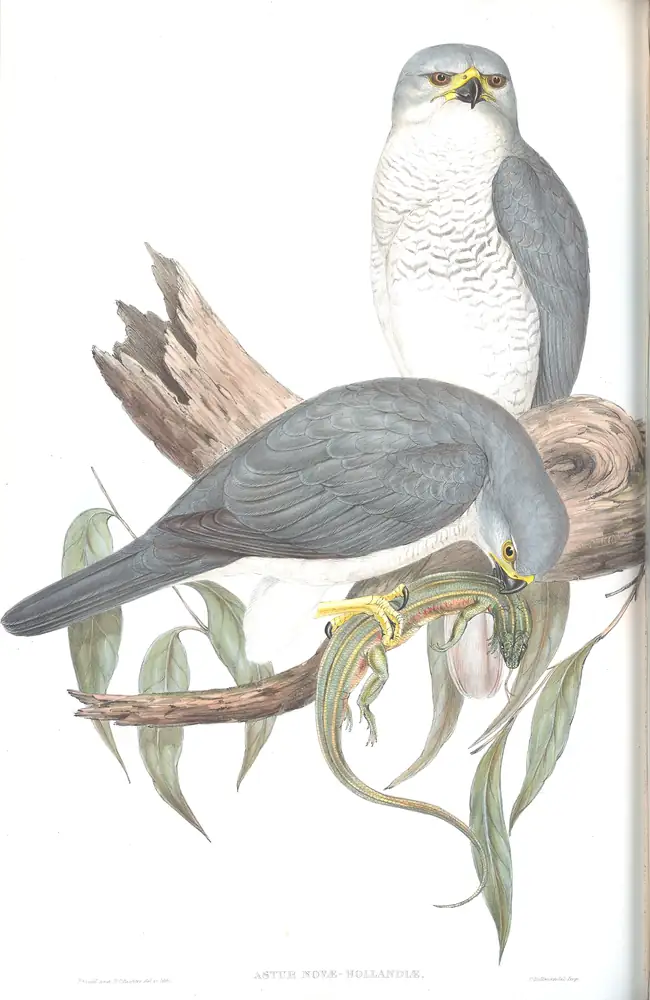 The whole sheet of volume I, plate 14, with its engraved caption
