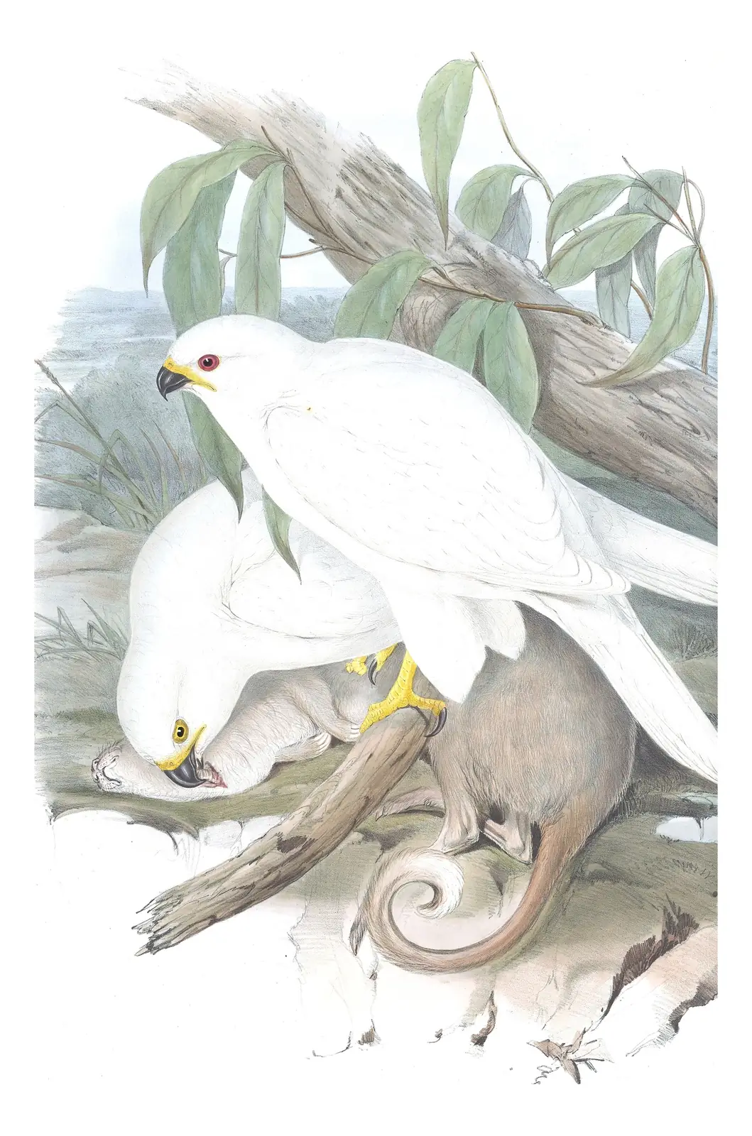 Volume I, plate 15 of Gould's The Birds of Australia: Gray Goshawk (Tachyspiza novaehollandiae)