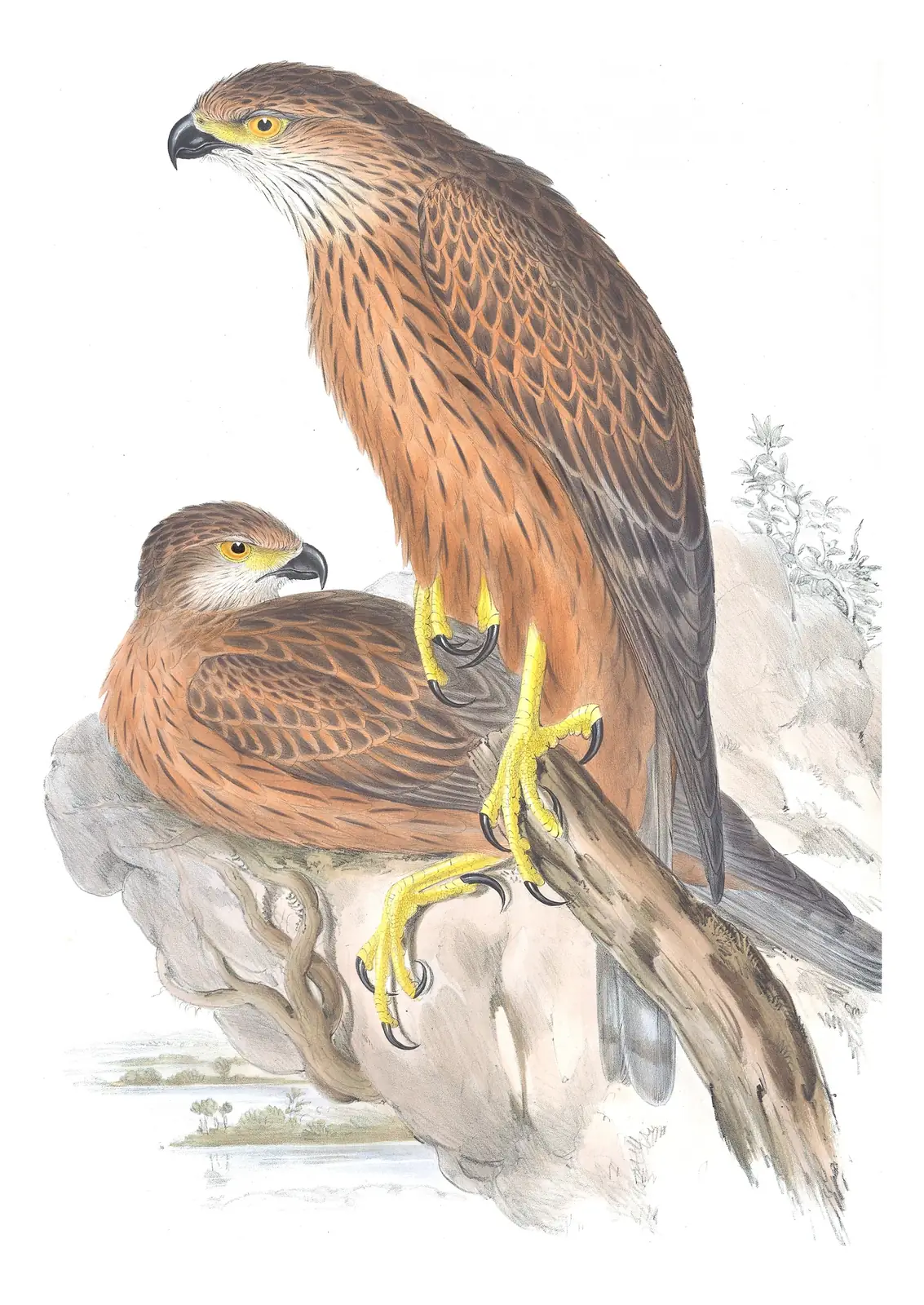 Volume I, plate 16 of Gould's The Birds of Australia: Red Goshawk (Erythrotriorchis radiatus)