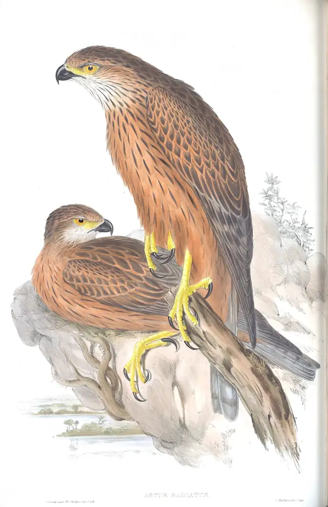 The whole sheet of volume I, plate 16, with its engraved caption