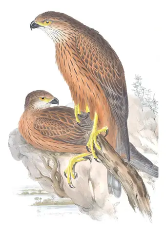 Volume I, plate 16 of Gould's The Birds of Australia: Red Goshawk (Erythrotriorchis radiatus)