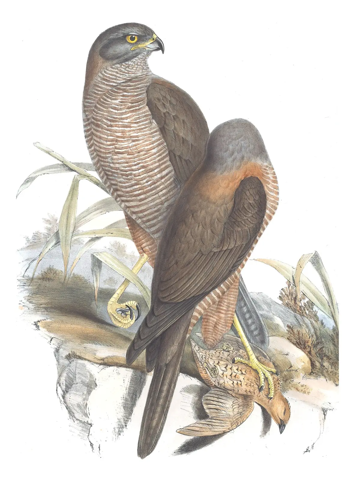 Volume I, plate 17 of Gould's The Birds of Australia: Brown Goshawk (Tachyspiza fasciata)