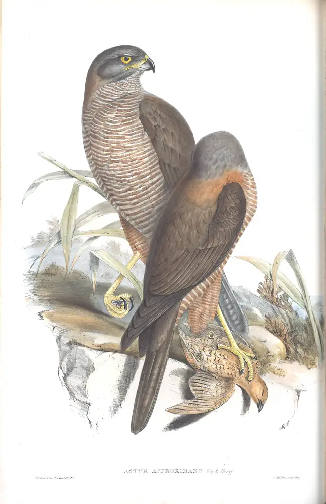 The whole sheet of volume I, plate 17, with its engraved caption