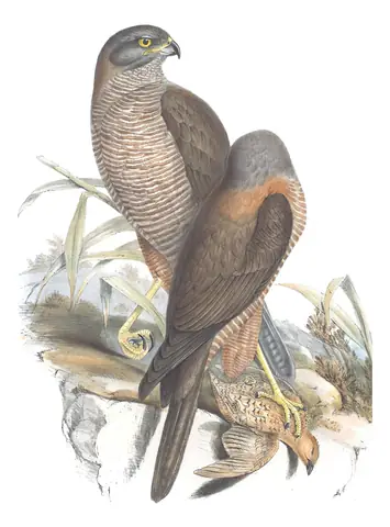 Volume I, plate 17 of Gould's The Birds of Australia: Brown Goshawk (Tachyspiza fasciata)