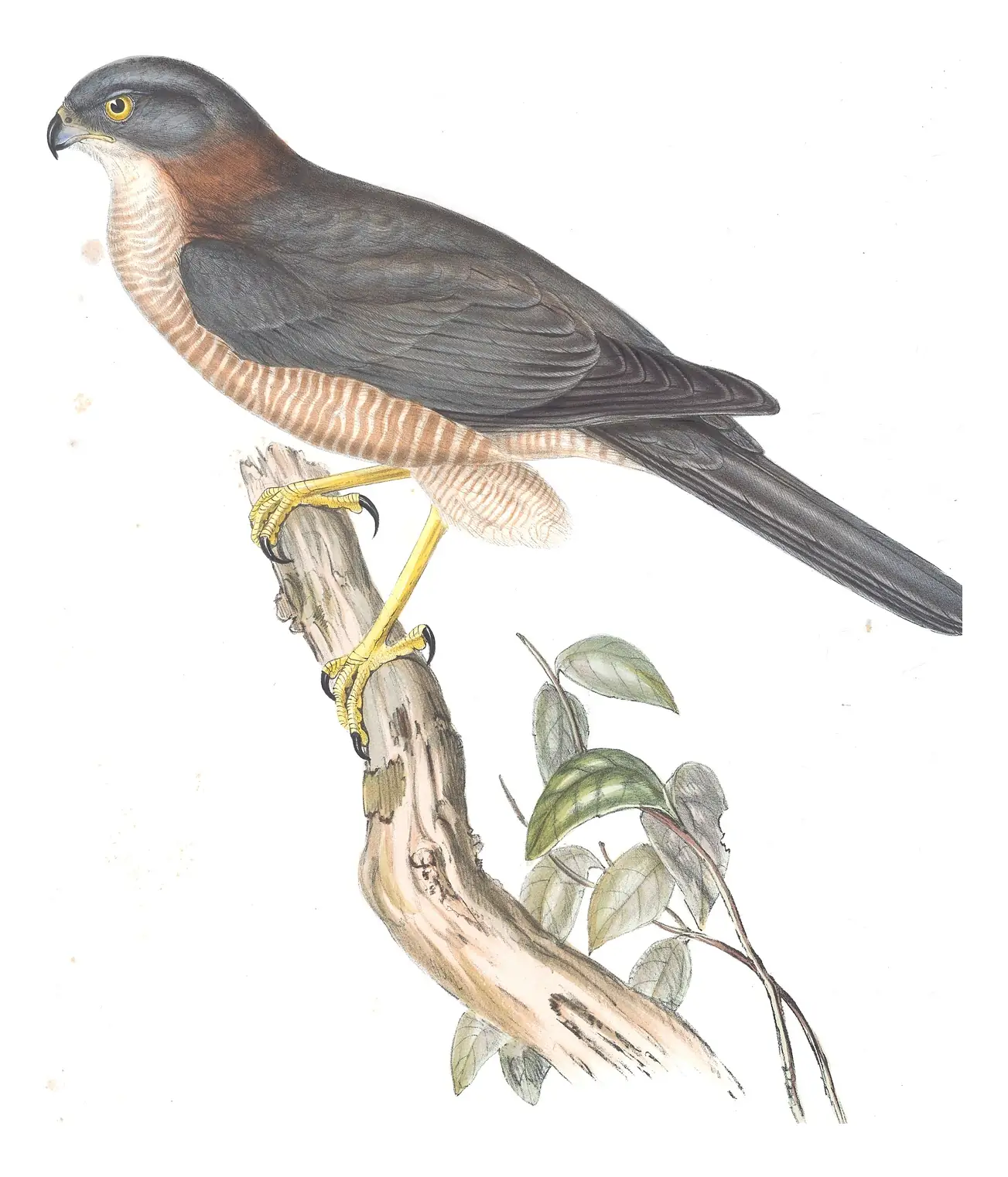Volume I, plate 18 of Gould's The Birds of Australia: Brown Goshawk (Tachyspiza fasciata)
