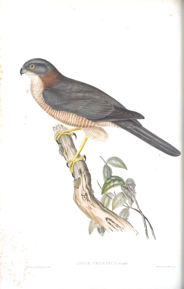 The whole sheet of volume I, plate 18, with its engraved caption