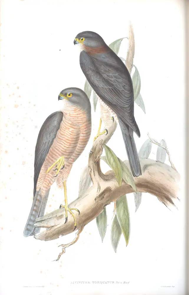 The whole sheet of volume I, plate 19, with its engraved caption