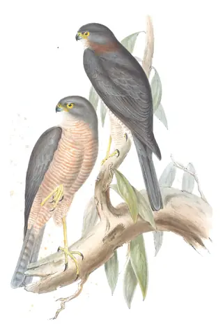 Volume I, plate 19 of Gould's The Birds of Australia: Collared Sparrowhawk (Tachyspiza cirrocephala)
